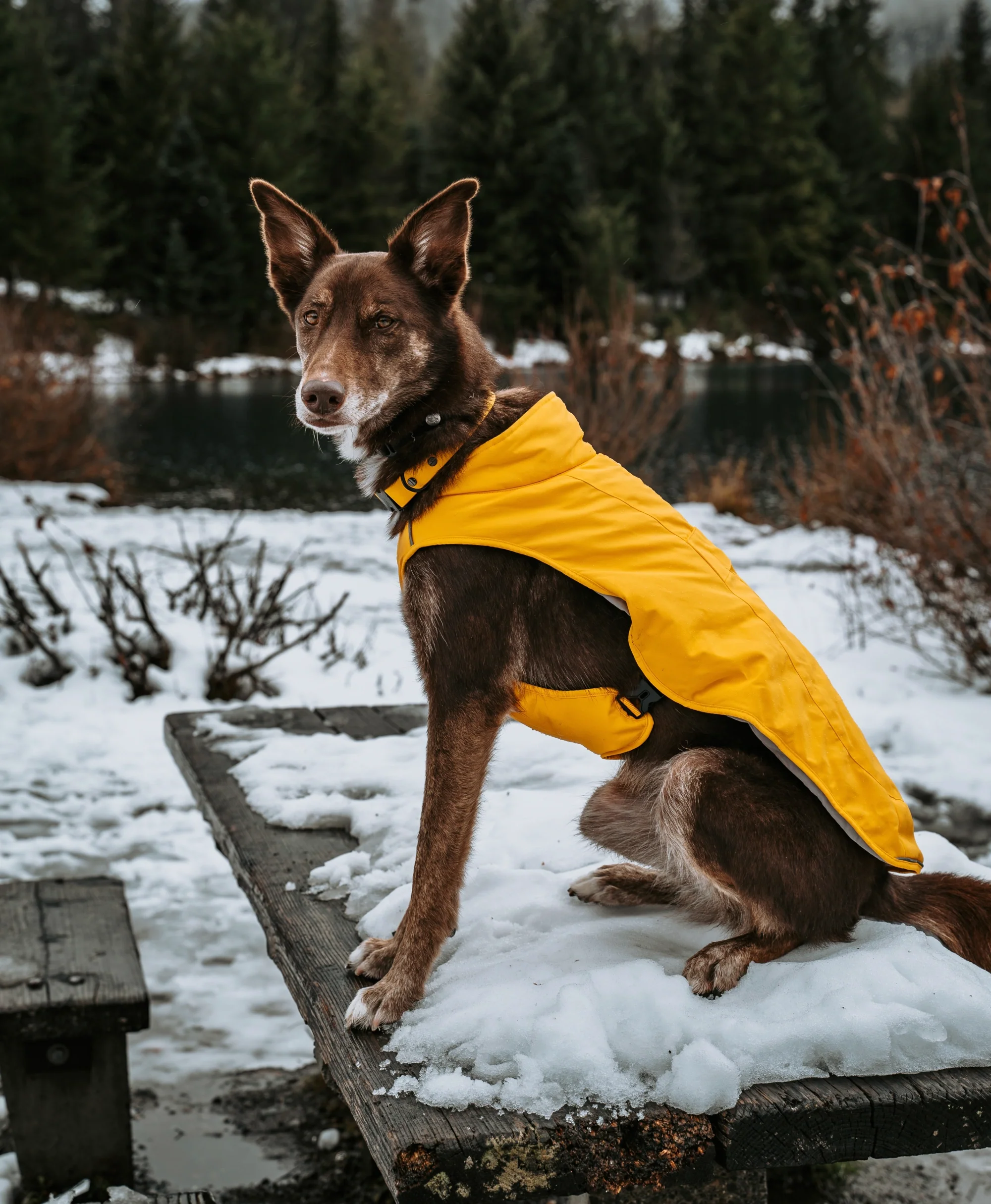 (Open-box) Koldpwoof Heated Dog Vest (Battery Set Not Included) - Image 5